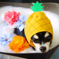 【本店】2021年9月9日のワンちゃん達♪