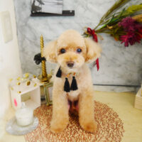 【本店】2021年9月10日のワンちゃん達♪