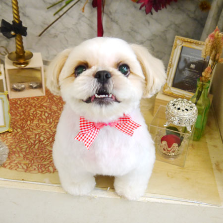 【本店】2021年9月11日のワンちゃん達♪