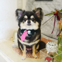 【本店】2021年9月12日のワンちゃん達♪