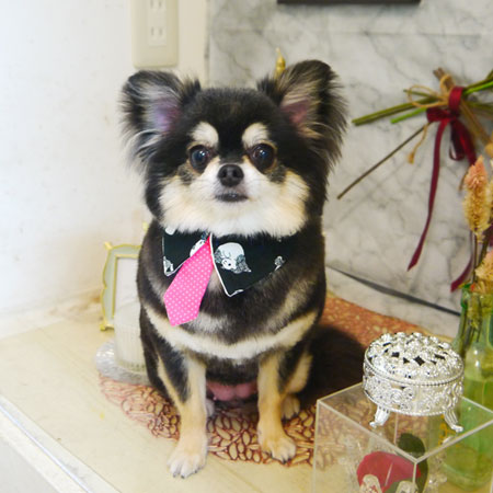 【本店】2021年9月12日のワンちゃん達♪