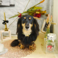 【本店】2021年9月13日のワンちゃん達♪