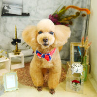 【本店】2021年9月16日のワンちゃん達♪