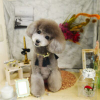 【本店】2021年9月17日のワンちゃん達♪