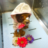 【本店】2021年9月18日のワンちゃん達♪