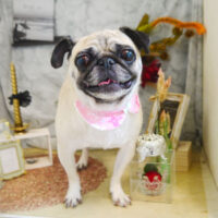 【本店】2021年9月19日のワンちゃん達♪