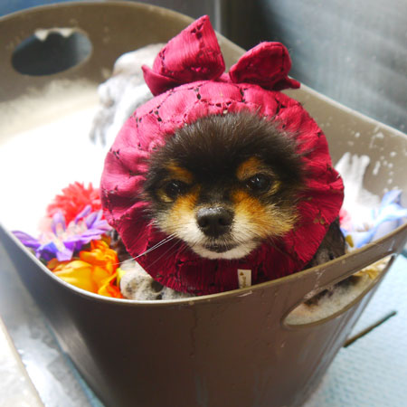 【本店】2021年9月20日のワンちゃん達♪