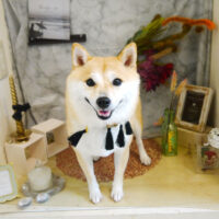 【本店】2021年9月23日のワンちゃん達♪