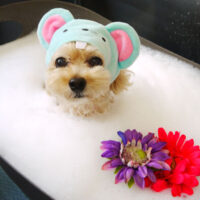 【本店】2021年9月24日のワンちゃん達♪