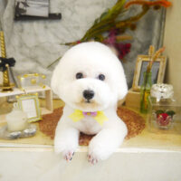 【本店】2021年9月25日のワンちゃん達♪