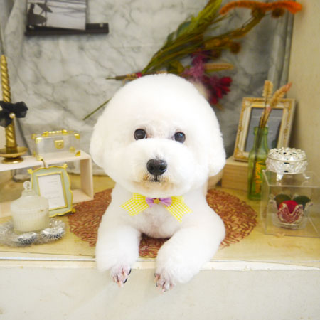 【本店】2021年9月25日のワンちゃん達♪