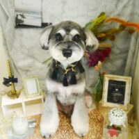 【本店】2021年9月26日のワンちゃん達♪