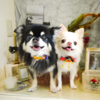 【本店】2021年9月27日のワンちゃん達♪