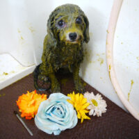 【本店】2021年9月29日のワンちゃん達♪