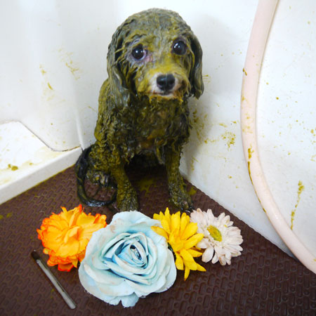 【本店】2021年9月29日のワンちゃん達♪