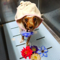 【本店】2021年9月30日のワンちゃん達♪