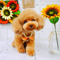 【山手店】2021年9月3日のワンちゃん達♪