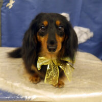 【山手店】2021年9月6日のワンちゃん達♪