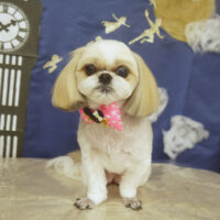 【山手店】2021年9月10日のワンちゃん達♪