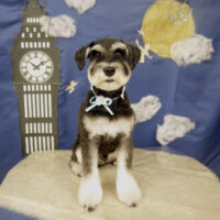 【山手店】2021年9月11日のワンちゃん達♪