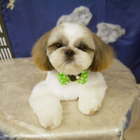 【山手店】2021年9月13日のワンちゃん達♪