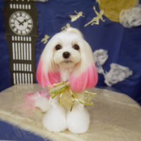 【山手店】2021年9月19日のワンちゃん達♪