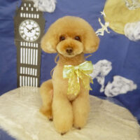 【山手店】2021年9月23日のワンちゃん達♪