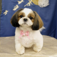 【山手店】2021年9月26日のワンちゃん達♪