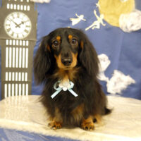 【山手店】2021年9月27日のワンちゃん達♪