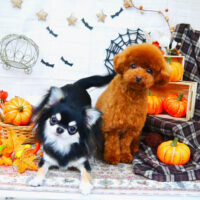 【山手店】2021年9月29日のワンちゃん達♪