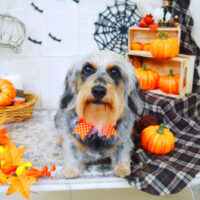 【山手店】2021年9月30日のワンちゃん達♪