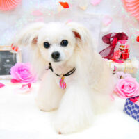 【池下店】2021年9月2日のワンちゃん達♪