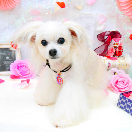 【池下店】2021年9月2日のワンちゃん達♪