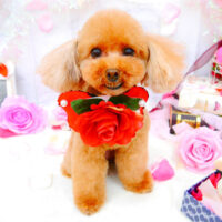 【池下店】2021年9月4日のワンちゃん達♪