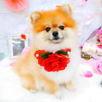 【池下店】2021年9月5日のワンちゃん達♪