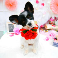 【池下店】2021年9月6日のワンちゃん達♪