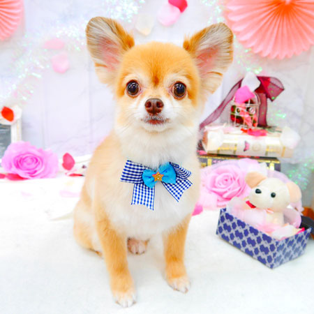 【池下店】2021年9月10日のワンちゃん達♪