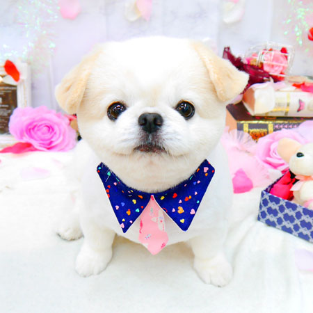 【池下店】2021年9月11日のワンちゃん達♪