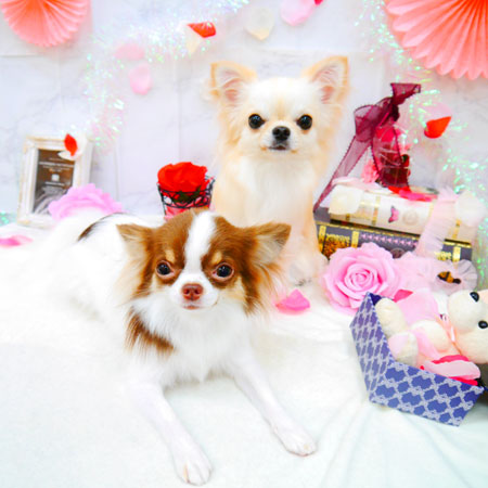 【池下店】2021年9月12日のワンちゃん達♪