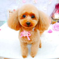 【池下店】2021年9月13日のワンちゃん達♪