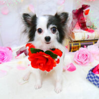 【池下店】2021年9月17日のワンちゃん達♪