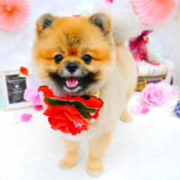 【池下店】2021年9月18日のワンちゃん達♪