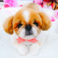 【池下店】2021年9月19日のワンちゃん達♪