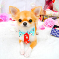 【池下店】2021年9月20日のワンちゃん達♪