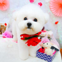 【池下店】2021年9月23日のワンちゃん達♪