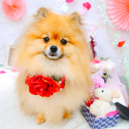 【池下店】2021年9月24日のワンちゃん達♪