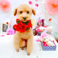 【池下店】2021年9月25日のワンちゃん達♪