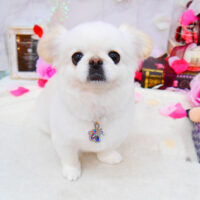 【池下店】2021年9月26日のワンちゃん達♪