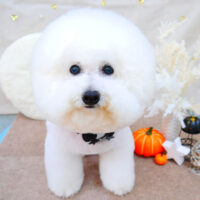 【池下店】2021年9月27日のワンちゃん達♪