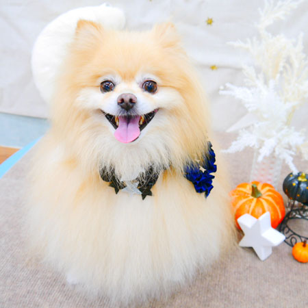 【池下店】2021年9月29日のワンちゃん達♪